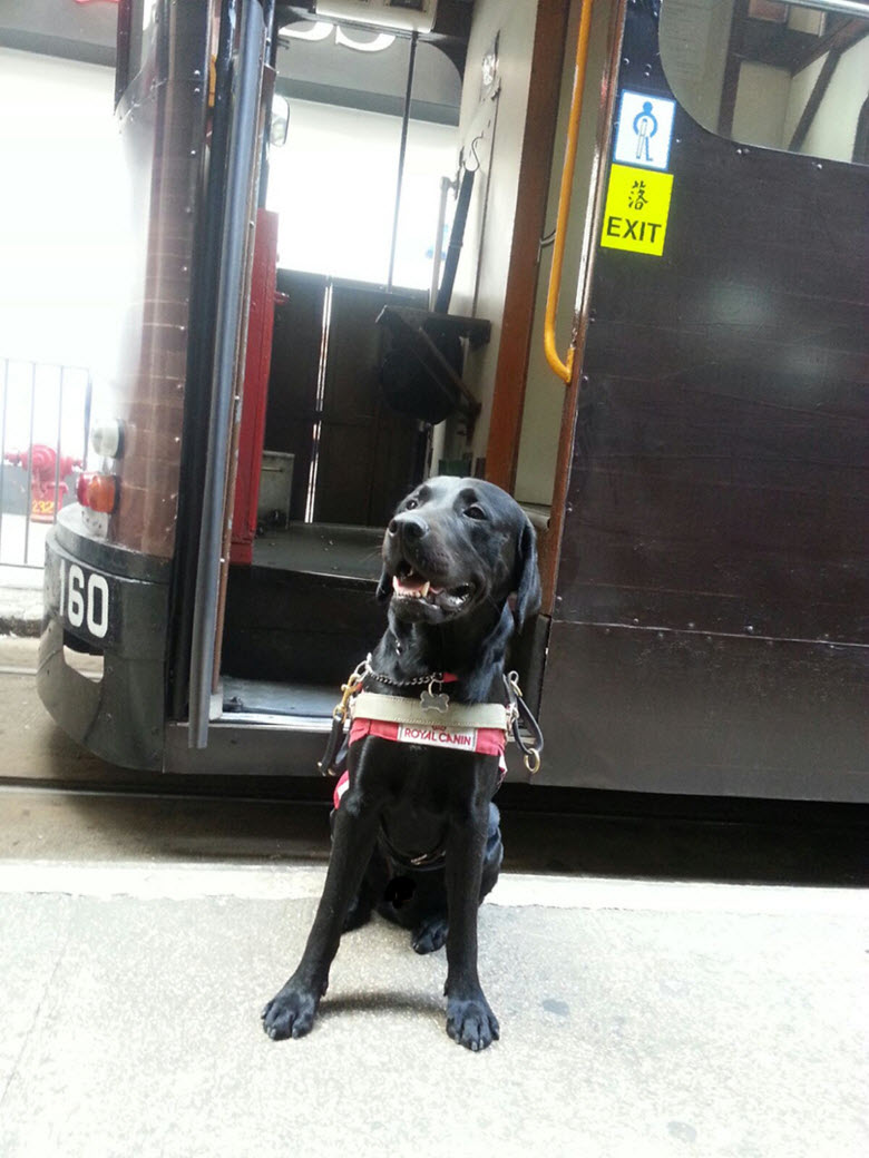 Seeing Tools FRASER – Hong Kong Seeing Dog Service