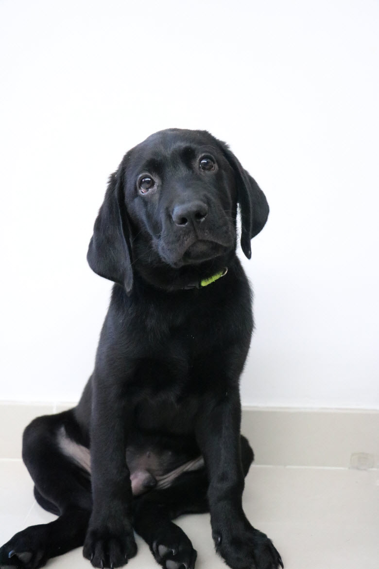 Seeing Tools AMIGO – Hong Kong Seeing Eye Dog Services