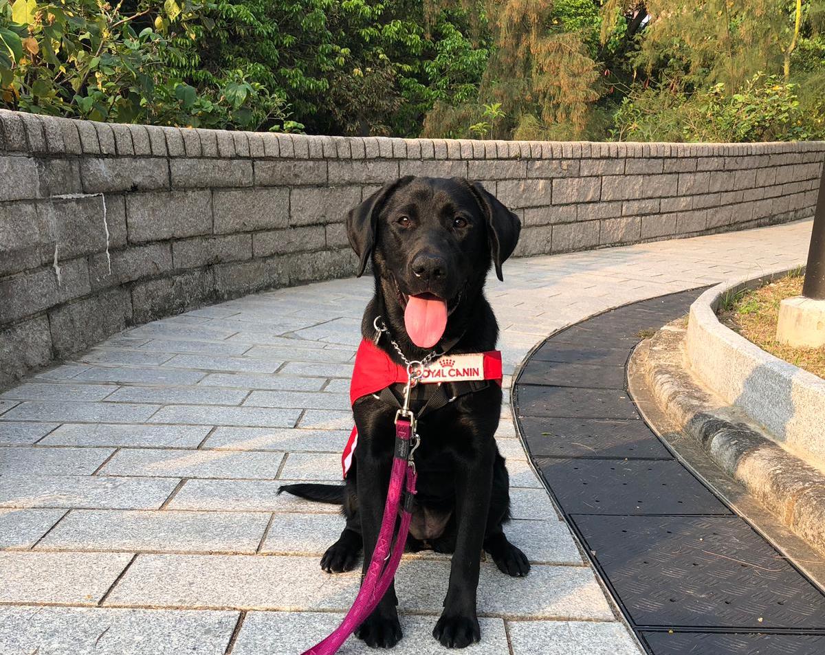 Seeing Tools FONI – Hong Kong Seeing Dog Service